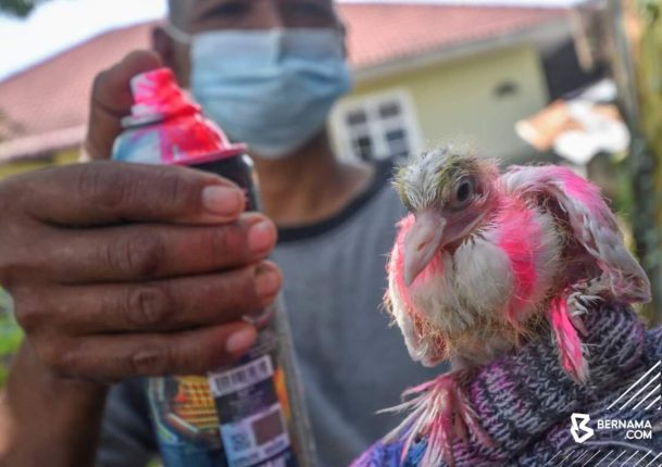 3. Media statement on spraying paint on pigeon in Kelantan _2