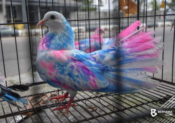 3. Media statement on spraying paint on pigeon in Kelantan _3